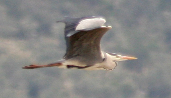 Grey Heron - (Ardea cinerea)